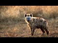 Hyena Sound Effect In HD Quality 