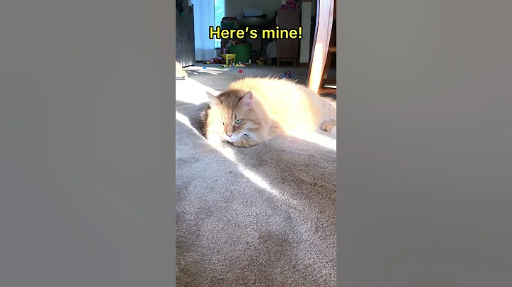 Video 4491531: cat funny gorgeous beautiful, cute cat funny gorgeous, cat cute beautiful love, golden cat