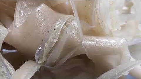 purging an extrusion blow molding machine