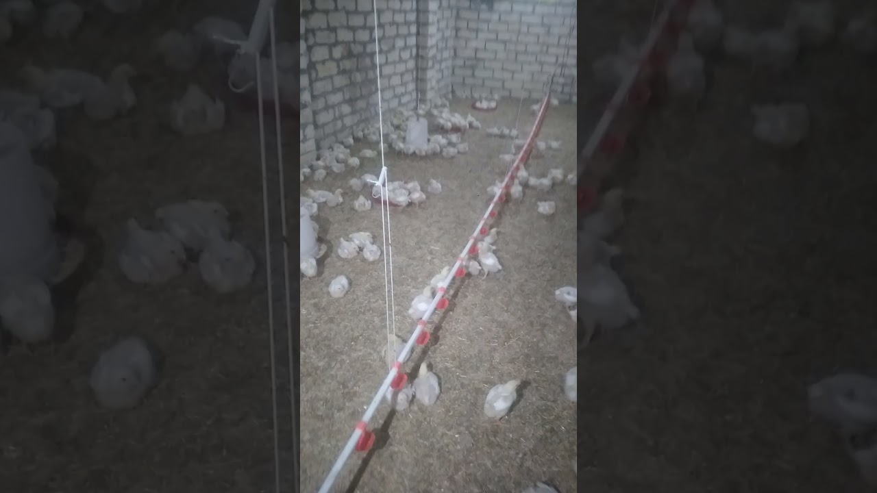 العلف الصينى شوفو بيعمل إيه