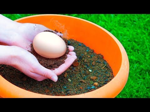 Закопайте Яйцо в Саду и Смотрите, Что Вырастет