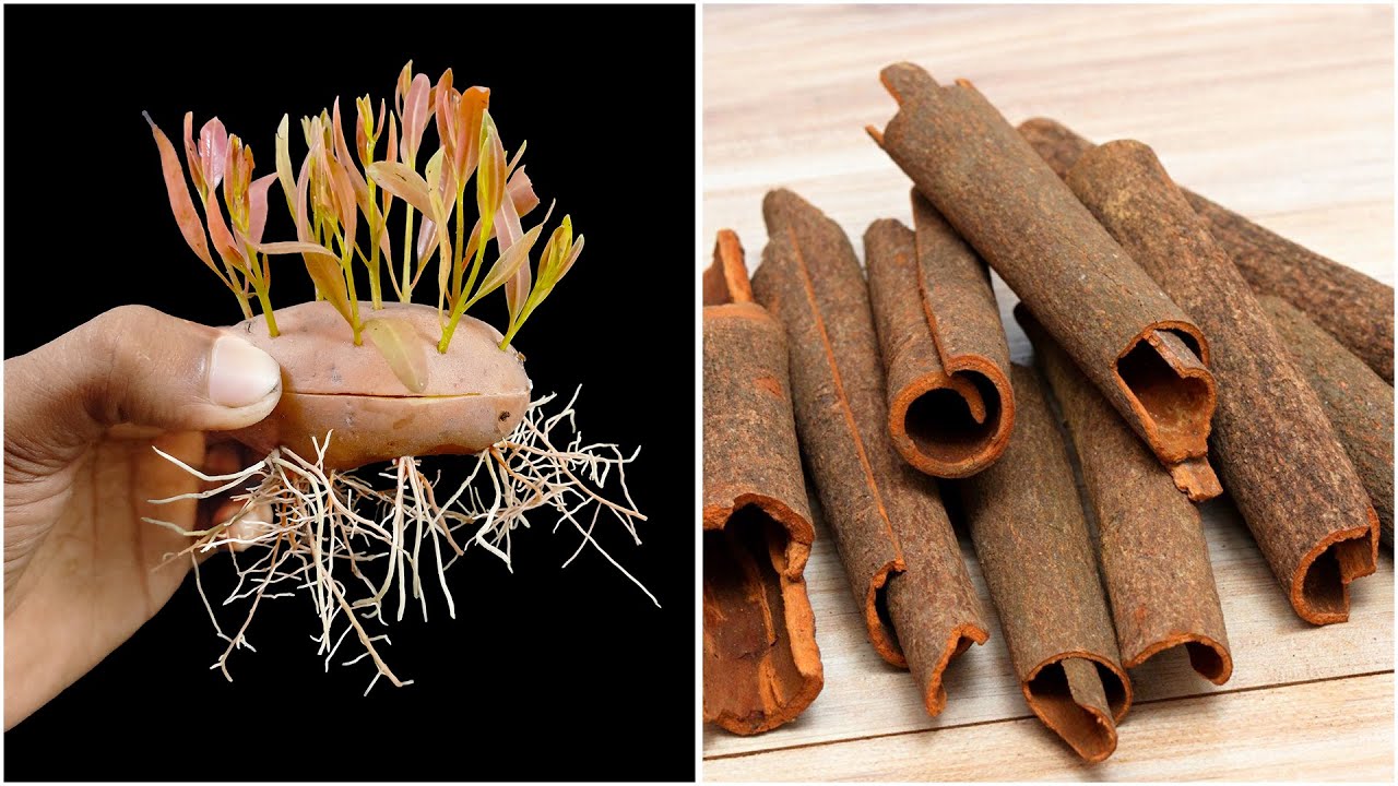 Discover how to grow cinnamon plant | Easy and fast growing method in this  video
