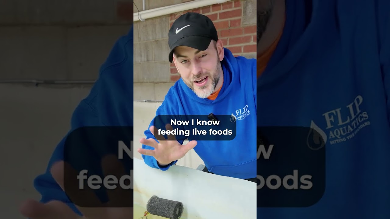 Aquarium Pest Snails | Bladder Snails