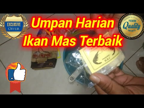 umpan-jitu-ikan-mas-harian-terbaik