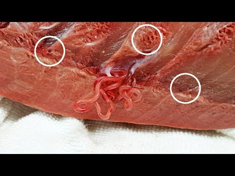 [ENGSUB] It&rsquo;s a good indication of the parasite&rsquo;s identity.(Worm Parasites in Yellowtail)