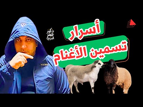 الطريقة الصحيحة لمشروع تسمين وتربية الاغنام دراسة جدوى كاملة على 20 راس غنم