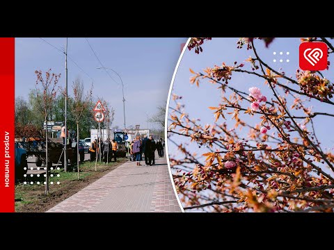 У Переяславі висаджують алею сакур на вулиці Богдана Хмельницького