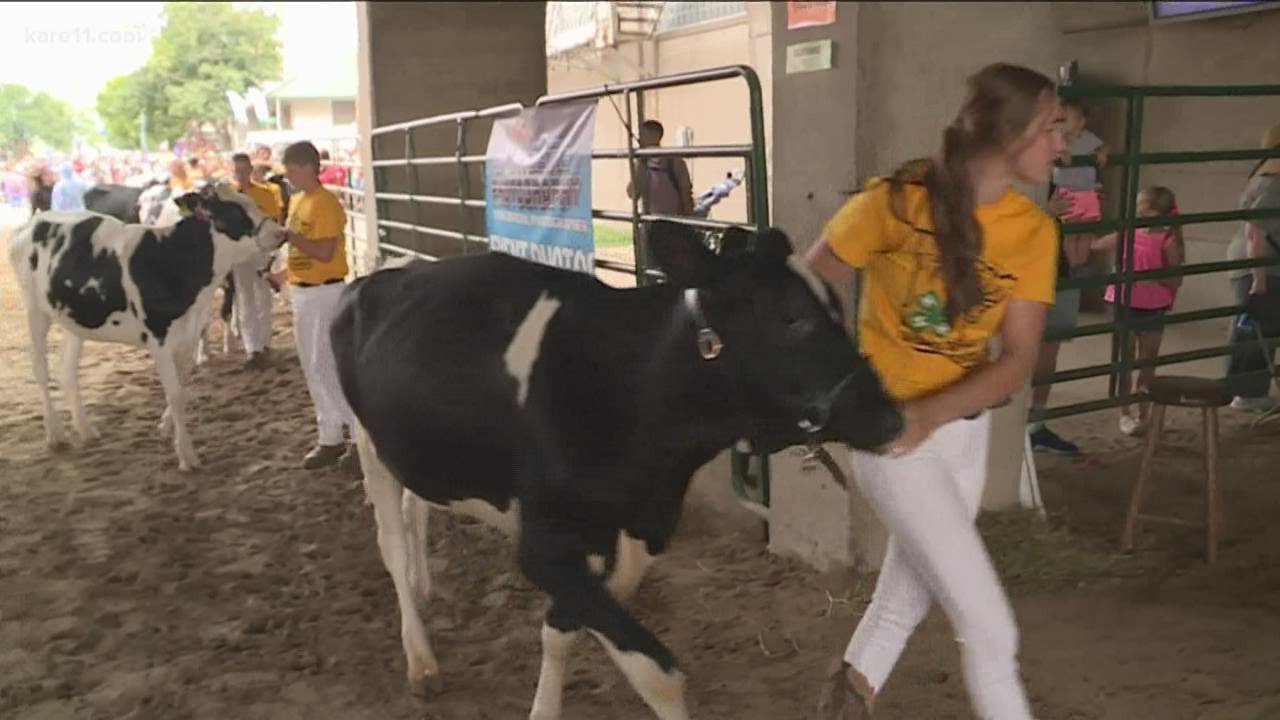 Minnesota 4H takes livestock shows virtual after state fair