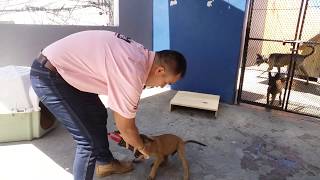 EP. 5 Adiestramiento Canino del Cachorro de Pastor Belga,  ejercicio muerde y suelta