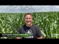 Fungicide Applications: When You Should Spray Your Corn