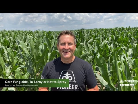 Fungicide Applications: When You Should Spray Your Corn