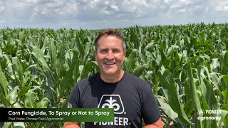 Fungicide Applications: When You Should Spray Your Corn