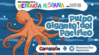 Pulpo Gigante del Pacifico: 8 brazos y 9 cerebros