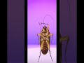 صرصور يرقص Arabic Cartoon Iraq العراق تحشيش عراقي عرب مضحك Arabic كارتون الخليج صرصور يرقص Arabic Cartoon Iraq العراق تحشيش عراقي عرب مضحك Arabic كارتون الخليج