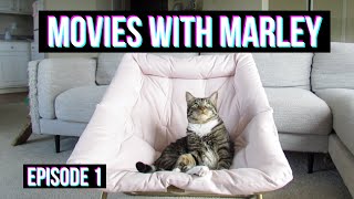 Cat Reacts to Movies (Movies with Marley Episode 1) by Marley Malin 7,414 views 3 years ago 4 minutes, 51 seconds