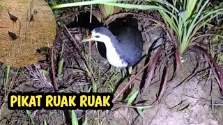 Pikat Burung Ruak Ruak