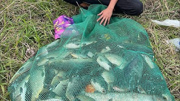 Hồ câu bãi quỹ ngày thứ 2 siêu quấn ổ 