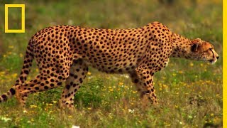 Une femelle guépard prend en chasse un jeune gnou