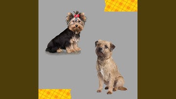 Uplifting Moods for Resting Hound