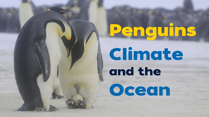 Why are emperor penguins an indicator of climate change?