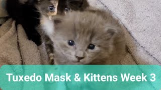 Tuxedo Mask & Kittens Week 3