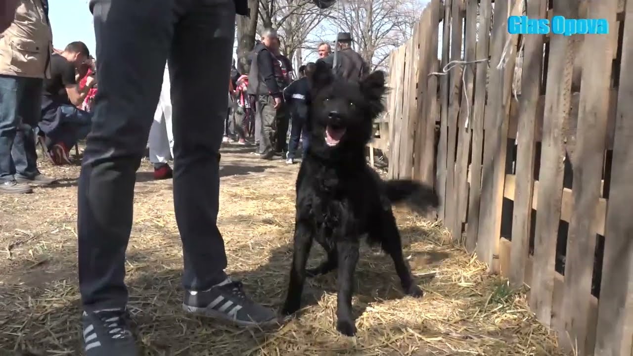 IZLOZBA PULINA SAKULE