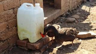 Bebedero automático para gallinas