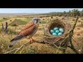 99 Days Alone… Born Weak, Fighting to Survive |Eurasian Kestrel