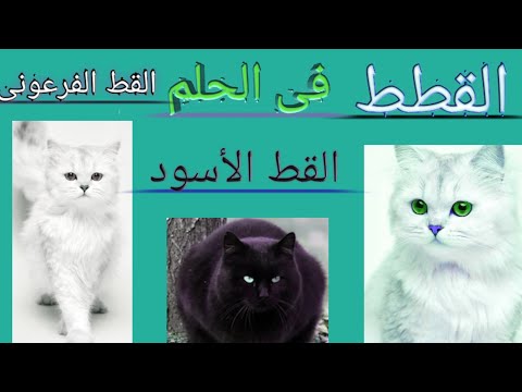تفسير القطط فى المنام القط الأسود القط الفرعونى