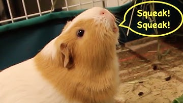 Excited guinea pig noises - wheeking and squeaking!
