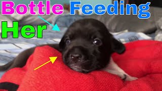 Bottle Feeding Two Weeks Old Puppy | Angels Journey | Get Fixed