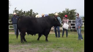 Toro Padre del Rancho El Sauz