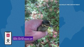 Ducklings rescued from storm drain in Ogunquit
