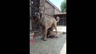 kangal dog