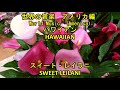 世界の音楽　アメリカ編　ハワイアン　"スイート・レイラニ"　　World Music  America HAWAIIAN "SWEET LEILANI"
