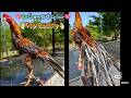 Top Quality Parrot Nose | 9042068155 | Long Tail Rooster | Video 1183 | Rythu Market 1