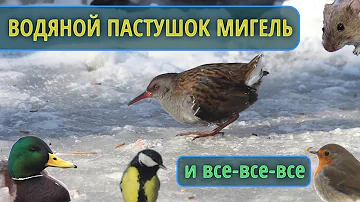 Водяной пастушок Мигель и все-все-все