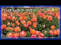 2025年5月18日 いばらきフラワーパーク(茨城県石岡市)🌹春バラ見頃・最新品種も続々登場する園内を歩く【4K】