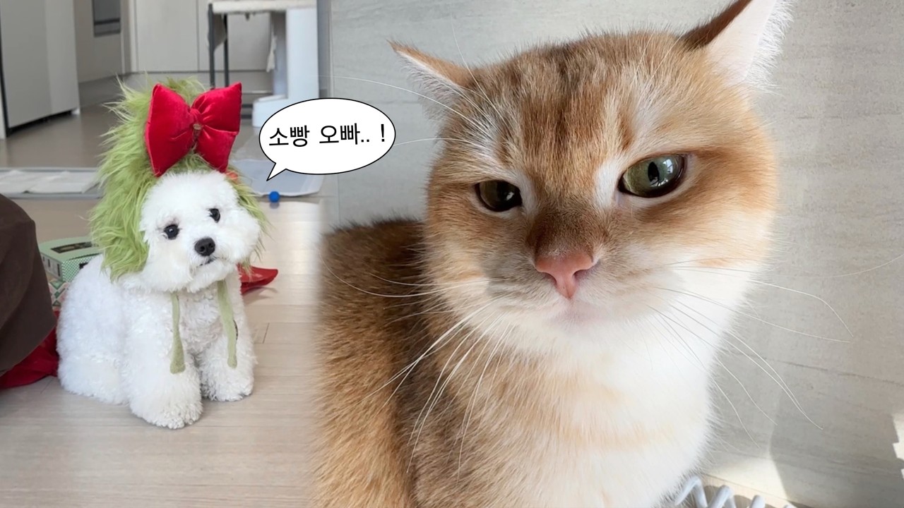 소빵이 첫 여동생이 생겼어요. 머리가 매우 큰(?)