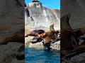 Sea Lions, Dolphins AND Whales in One Day?! 🐬🇲🇽