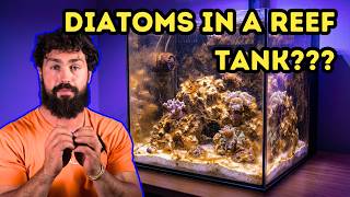 Brown Algae in Your Reef Tank? It Might Be Diatoms