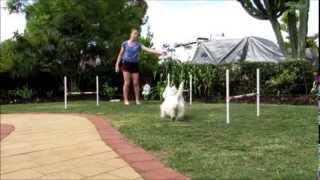 Teach Your Dog Get Out & Blind Crosses ~ Zac's Agility
