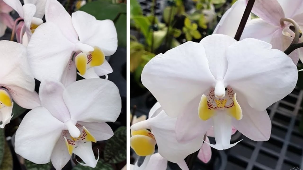 Корректирующая ПОСАДКА ОРХИДЕИ | Phal. Philippinensis × sib