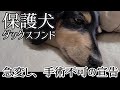 保護犬が急に鼻血!止まらず夜間病院へ。急変し手術できず、どんどん体調悪化して覚悟することに【歯抜・重度の歯周病】