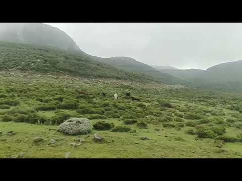 Ayyalaa Nugusee Kamaakkamee New Ethiopian Oromo Music 2025