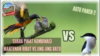 Suara pikat mantenan ribut kombinasi jing-jing Batu !!