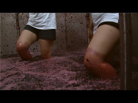 wine article How to harvest Wine Grape  Amazing Grape Factory  Wine Making Processing