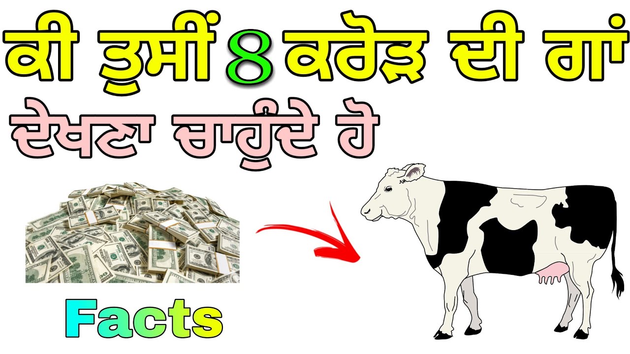 Fact in Punjabi | Cow Facts | Punjabi New videos | informational video | Punjab made | 