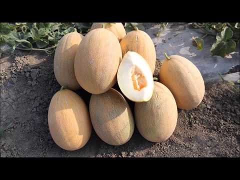 Merlin F1 აგრო სახლისგან