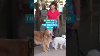 Does your dog LUNGE at OTHER DOGS?